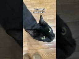 Our Black Cat Is Always Looking For A Snack