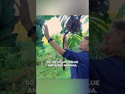 Beautiful Banana Diversity #permaculture