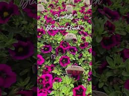 🧃Superbells® Punch Series: Big Color