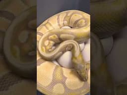 More love for Lavender genetic over here 🫶🏼 #ballpython #snake #animal #reptiles #wildlife