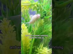 Do Cory Catfish Whiskers Grow Back? 😺