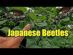 How to Kill Japanese Beetles in Gardens and Plants