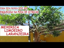 Não Esqueça dessa dica PODA DE CÍTRICAS LIMÃO LARANJA E MEXERICA