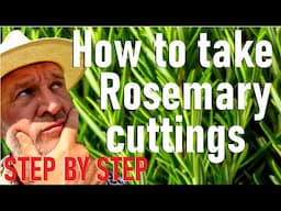 How to Take Rosemary Cuttings - step by step Salvia rosmarinus propagation