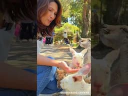 I found the Most Unique Experiences in Perth Australia