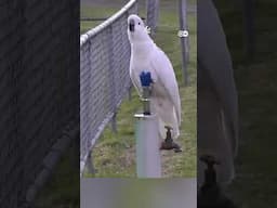 इंसानों के लिए बने फव्वारे से पानी पीते तोते [Cockatoos outsmart public fountain]