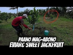 EVIARC SWEET JACKFRUIT 7 MONTHS OLD PAANO MAG-ABONO.