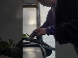 Potting Dahlia Cuttings, ‘Kiwi Gloria’ #dahlia #propagation #gardening #shortvideo #reel #shorts