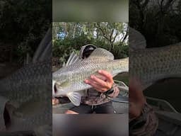 FISHIN DREAMIN