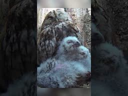 When it gets too hot in the owl chick 'cuddle puddle'... 🦉🥵
