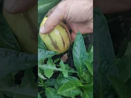 Hola 👋 amig@s, os quiero mostrar la fruta del pera melón 🍈 o pepino 🥒 dulce #huerto #jardin #huerta