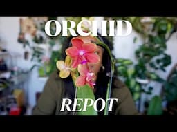 How I Saved My Orchid With This Easy Trick!