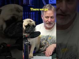 Pug Nightmare