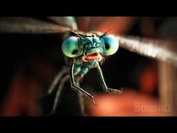 Bugs negotiate | Dolittle | CLIP