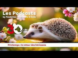PODCAST - C'est le PRINTEMPS et le retour des HÉRISSONS !
