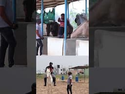 Horse வாங்கும் போது தவறவிடக்கூடாத 5 விஷயங்கள்🐎 Must Know Horse Buying Tips #shorts #ikeypets #horse