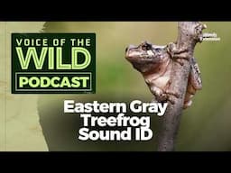 Episode 58: Eastern Gray Treefrog – Voice of the Wild
