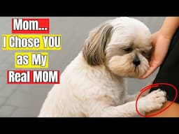 15 Deep Signs Your Dog Has Chosen You as Their Actual MOM
