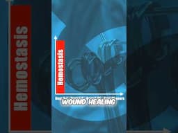 Wound Healing - Phase 1 Hemostasis