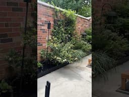 Working on the garden 🪴 #gardening #homeimprovement