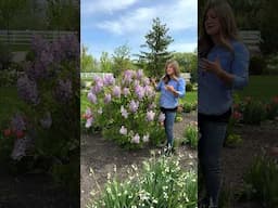 Scentara Double Blue Lilac from Proven Winners