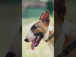6 Types of Dogs You'll See at Official Dog Shows