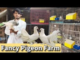 Fancy Pigeon Farm | Indian Fantail, King, Modena, Shirazi | Prince Pigeon Loft Lucknow Uttar Pradesh