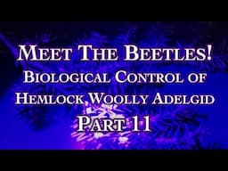 Meet The Beetles! Biological Control of Hemlock Woolly Adelgid Part 11