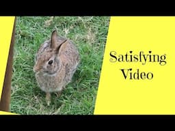 Not a craft!! Just a piece of my world! Cute bunny! #naturelovers