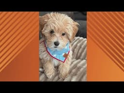 Doggone Weather in Northeast Ohio: Zoe