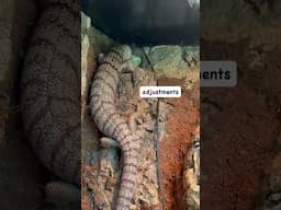 How My Skink Eats Snails 👀 *Crunch*