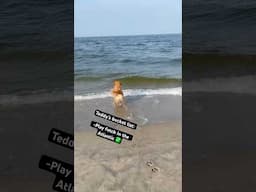 Teddy played fetch in the Atlantic Ocean in New Jersey! #goldenretriever #newjersey #mountaindog