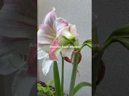 #garden #amaryllis #plantas #flores #fiori