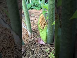 Taccarum caudatum 'Eruption' - tropical foliage for the shade garden