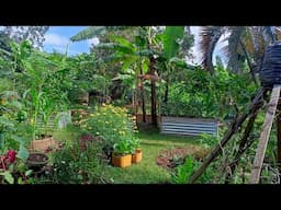 Garden Tour Of A Backyard Garden In Kampala City Uganda🇺🇬