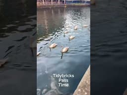 #shorts My personal bevy of swans #swans #cardiffbay