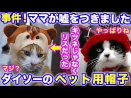 2025ｰ05−11 保護猫たちの「ほっこり猫ライブ」ハッチ＆マック＋黒猫めめ＋がんサバイバーママ Cat live Stream in Japan -Cat Life TV