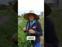 Marginalized Garden Plants: Peruvian Ground Cherries Thriving in the Worst Soil!