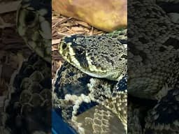 Eastern Diamondback Rattlesnake! #kendricklamar