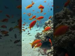 Spotted an amazing variety of fish on this dive!