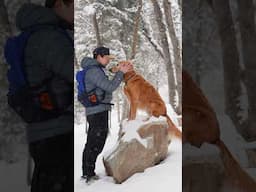 a beautiful, snowy winter hike with my golden retriever