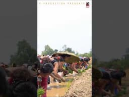 Lagaibi Biyar Chhatari Orkhe . Amazing Rice Farming By Tharu Villagers . Raj Kusmy . Sonu Qushmi