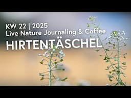 28. Mai 25 | Nature Journaling & Coffee ☕️ | KW 22 | 2025:  Hirtentäschel