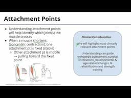 Muscle Attachment Points Terminology