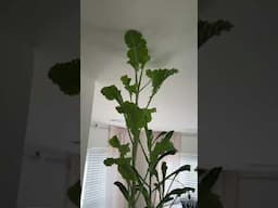 GROW YOUR OWN FOOD! Fresh herbs and veggies are ALWAYS on hand and ready to eat! #fruitsandveggies