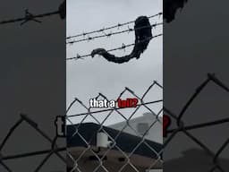 Is that a tail?