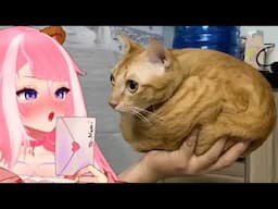 Shylily Laughing At Funny Cats To Make You Smile