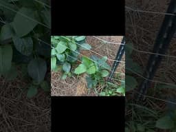 Garden Smarter, Not Harder #gardening #truegritappalachianways #homesteading