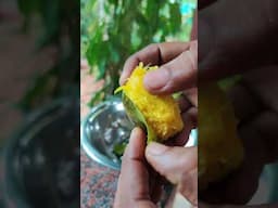 ಕಾಡು ಮಾವಿನ ಹಣ್ಣು ಸಿಕ್ತು  kadu mavina hannu