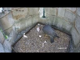 Kettering Peregrines 2025  Welcome Two Chicks